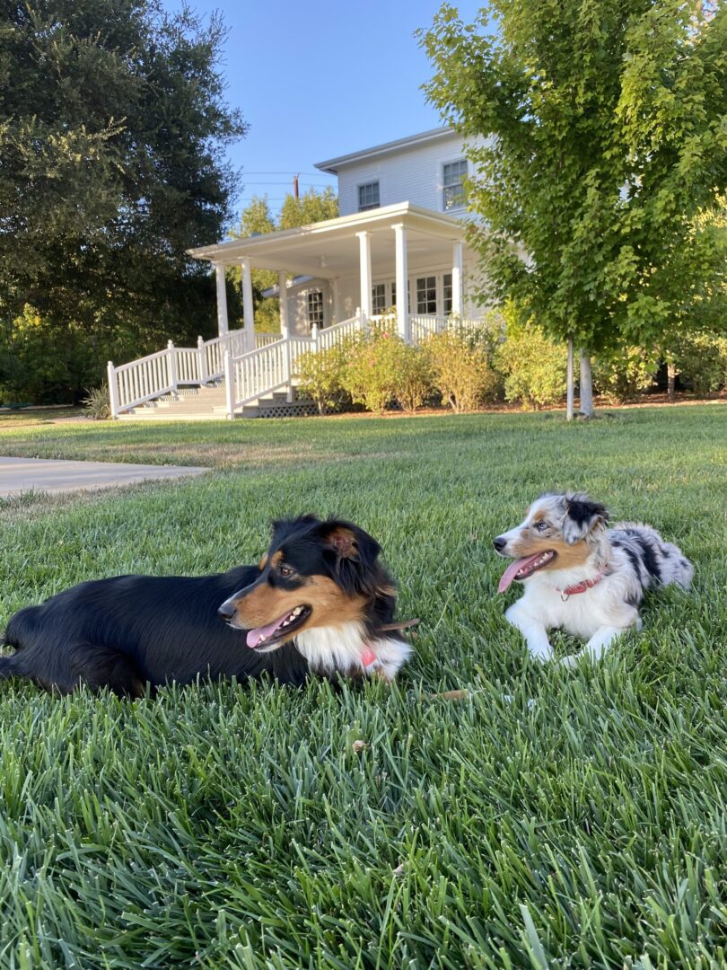 two dogs sitting on the grass and looking at something