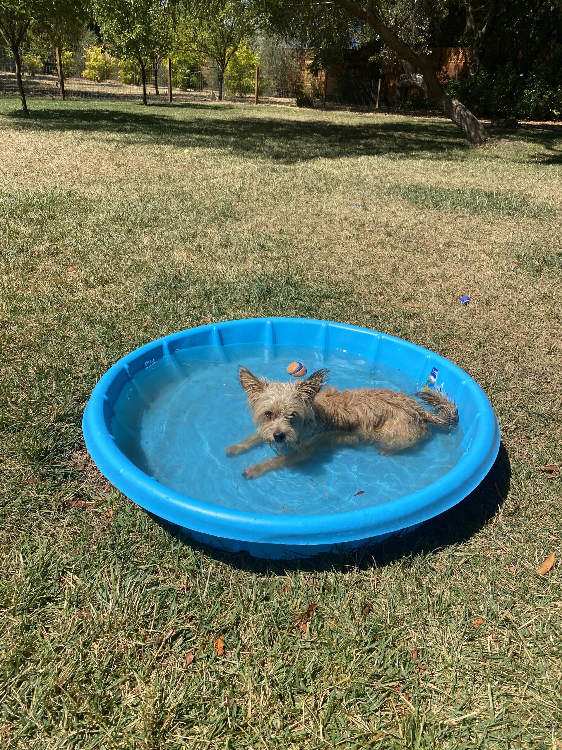 Cairn Terrier dog in a small blue tub