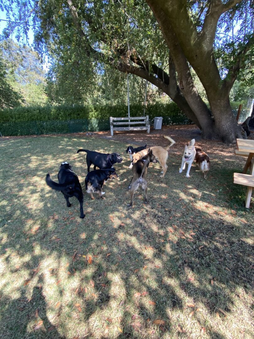 many dogs are playing under a tree