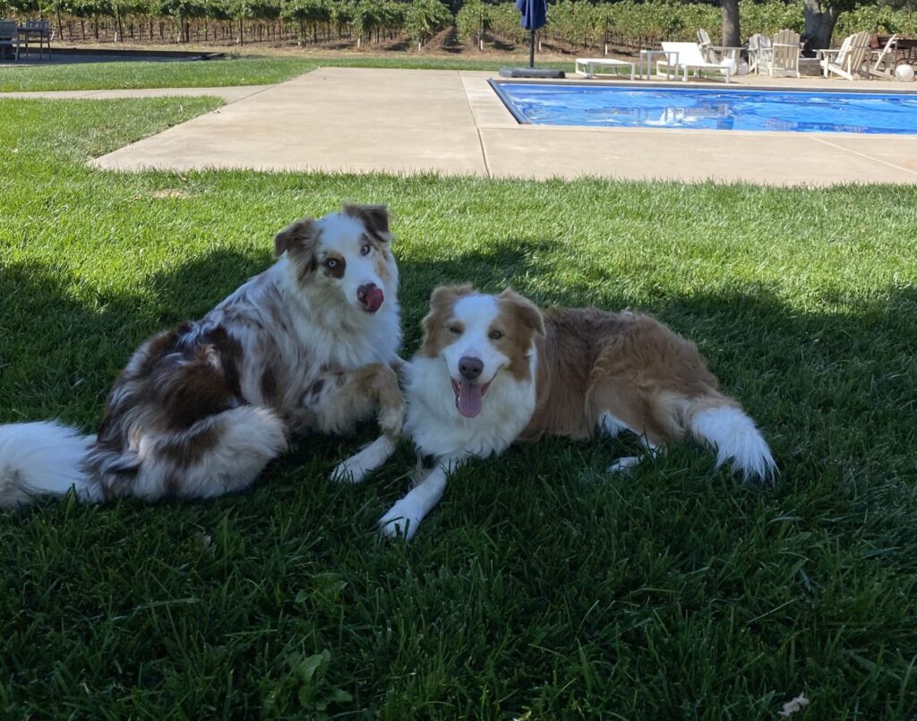 Two digs sitting on the grass in front of the pool