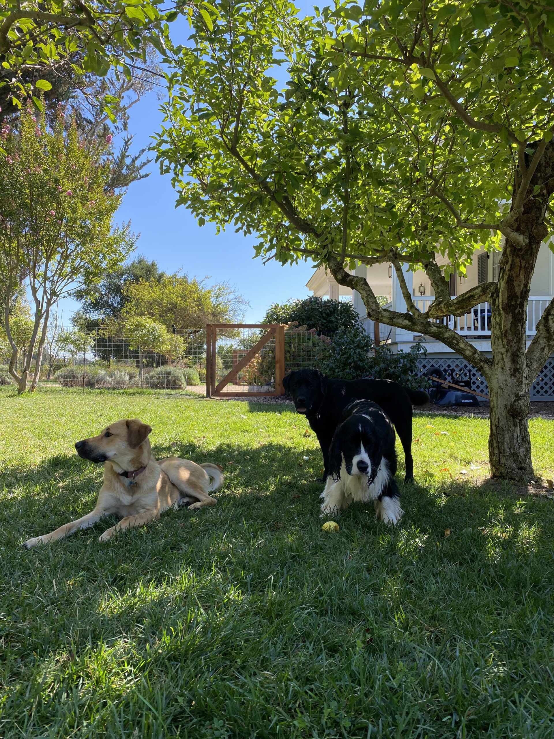 three dogs sitting under a tree in the garden