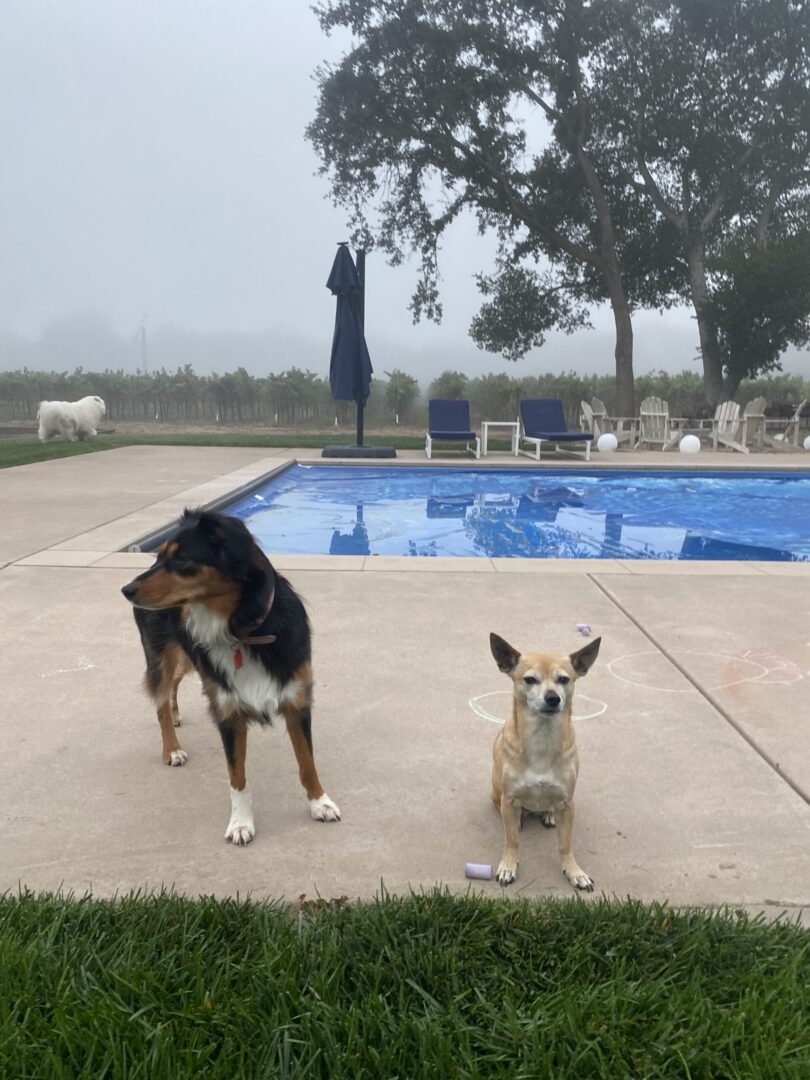 two dogs near a swimming pool