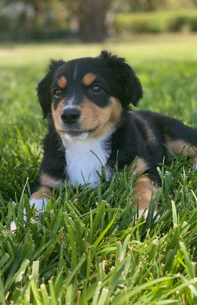 closeup shot of a cute puppy on the grass