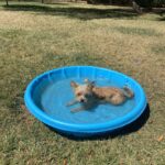 Cairn Terrier dog in a small blue tub